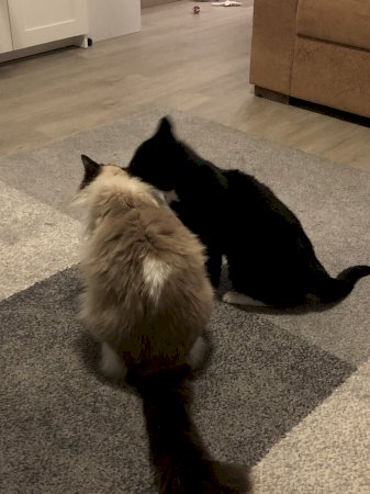 anncat