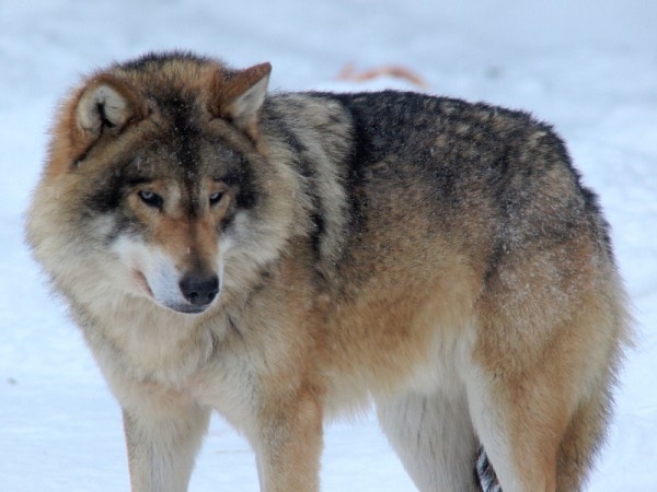 black wolf