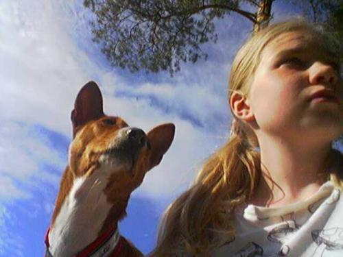 basenji