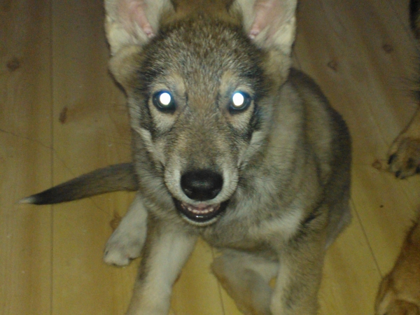 hukkapätkä1