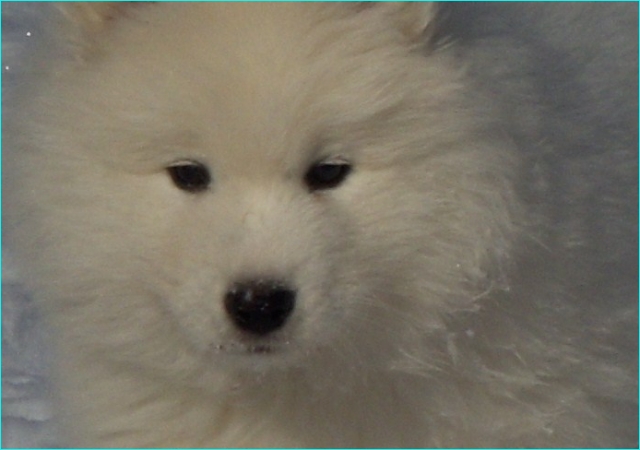 pinja177