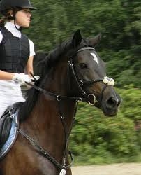 elvis-poni