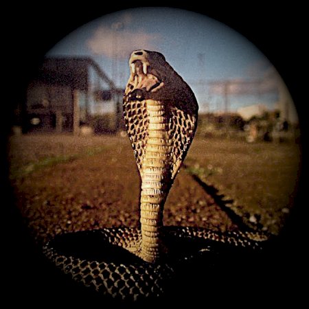 snakeisland