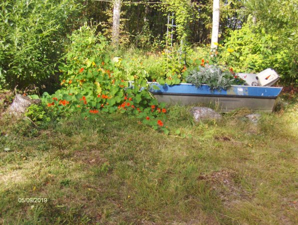 koivuranta