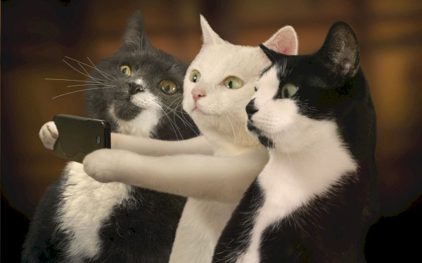 mayameow