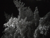 moonaa