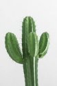 CACTUS87