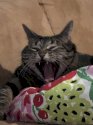 anncat