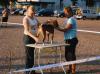 basenji