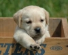 FunDog