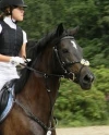 elvis-poni