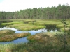 hanepappa