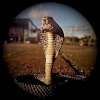 snakeisland