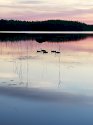 paukkuvaan