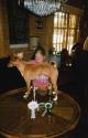 basenji