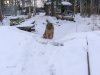 koivuranta
