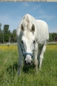 heppahullut