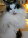 anncat