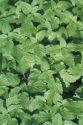 minttukynsi