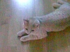 Henna10