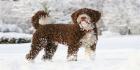 Onko Lagotto Romangnolo Koirarotu
