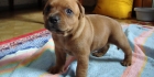 Staffi