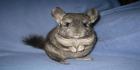 chinchilla lemmikkinä