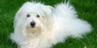 Coton de tulear visa