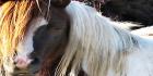 Pony tieto visa