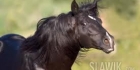 HorseQuiz