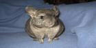 pörröiset chinchilla