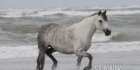 HorseQuiz2