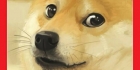 Doge quest