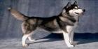 Siperianhusky