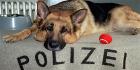 Poliisikoira_Rex