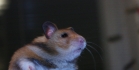 Hamsterit. Nämä ihanat lemmikit
