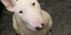 Bullterrieri visa