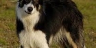 I love dogs