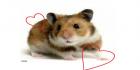 Hamsterit visa
