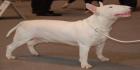 bullterrierit