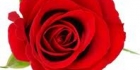 Rakkaus Love