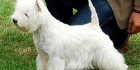 Westie-Wisa