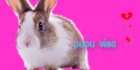 Pupu visa
