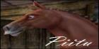Star Stable 1