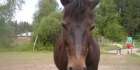Hepat & Ponit
