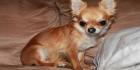 Chihuahuas