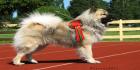 Eurasier