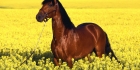 Lusitano