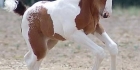 A horse