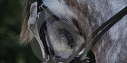 Horsemanship